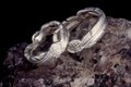 Native American Claw and Feather Wedding Bands in Sterling Silver