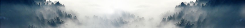 forest in clouds